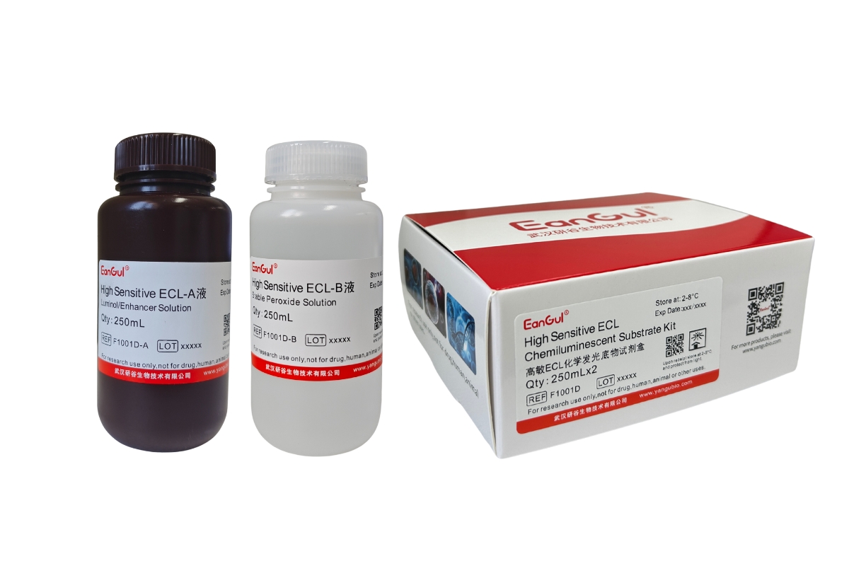 高敏ECL化学发光底物试剂盒 A250mL+B250mL