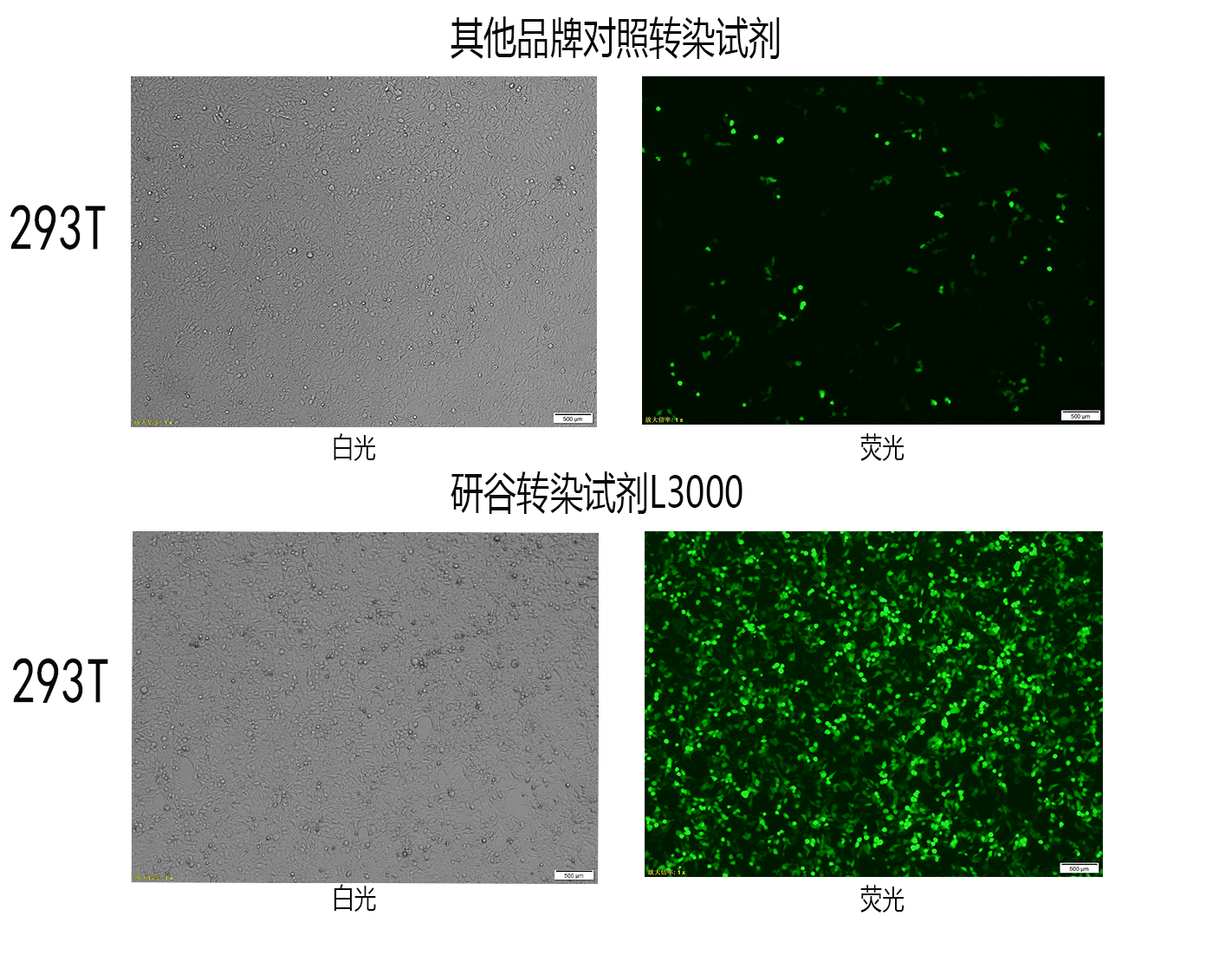 l3000荧光 l3000荧光